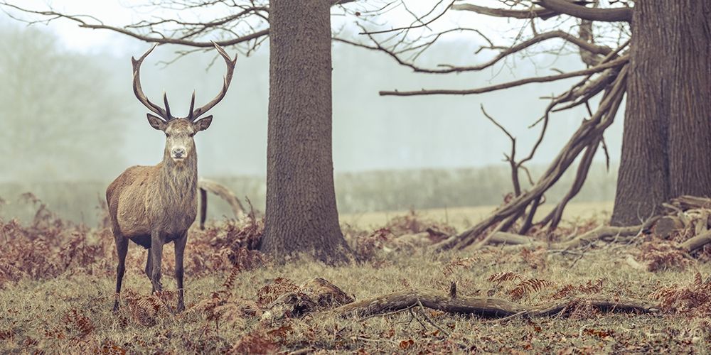 Stag in forest art print by Assaf Frank for $57.95 CAD