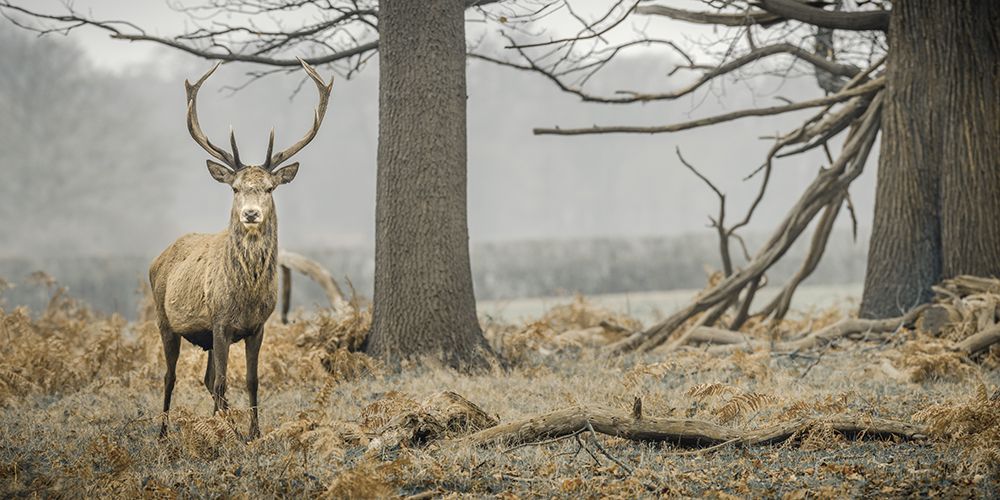Stag in the forest art print by Assaf Frank for $57.95 CAD