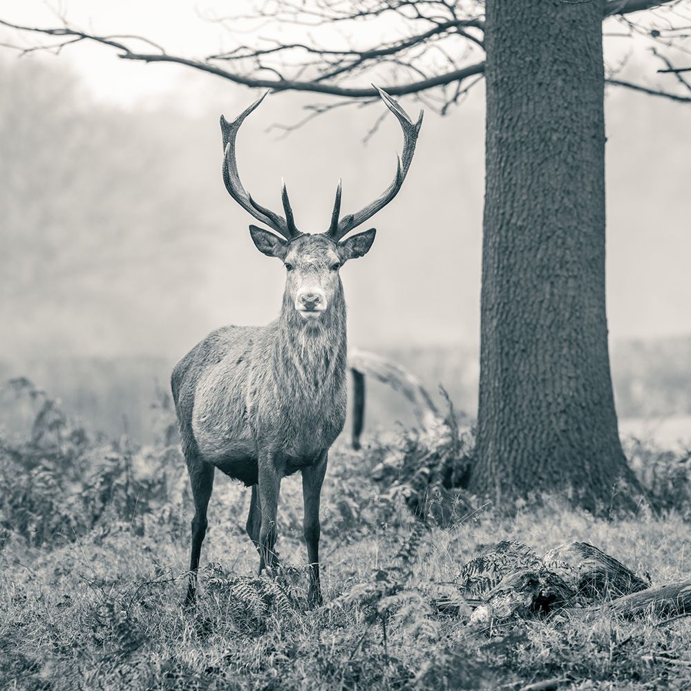 Stag in the forest art print by Assaf Frank for $57.95 CAD