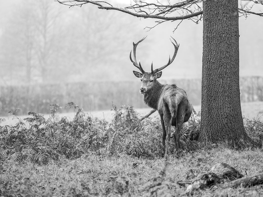 Stag in forest art print by Assaf Frank for $57.95 CAD