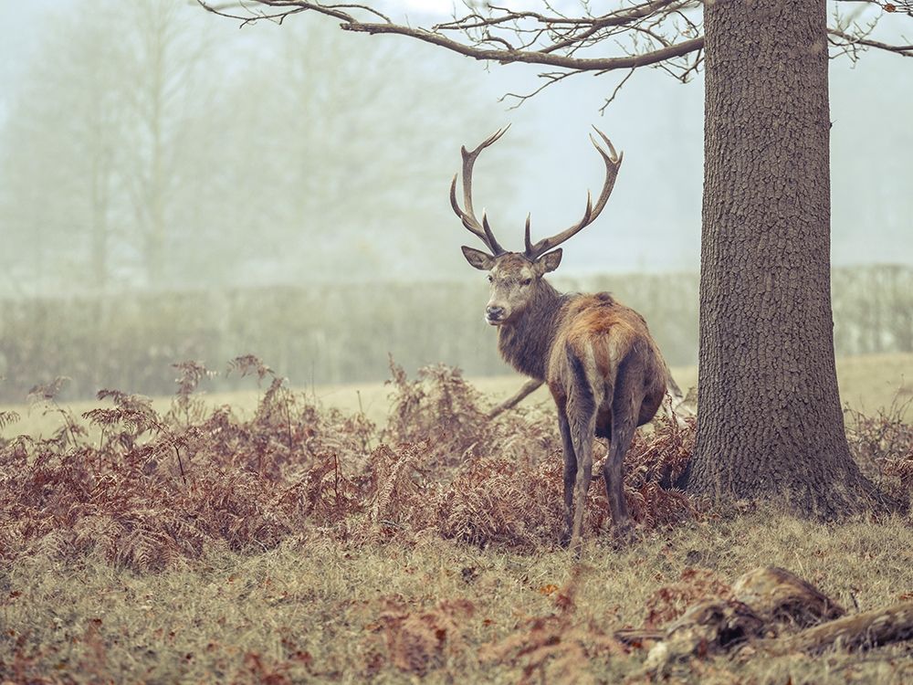 Stag in forest art print by Assaf Frank for $57.95 CAD