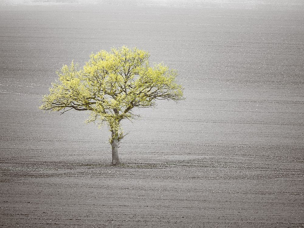 Single tree in foggy grassfield art print by Assaf Frank for $57.95 CAD