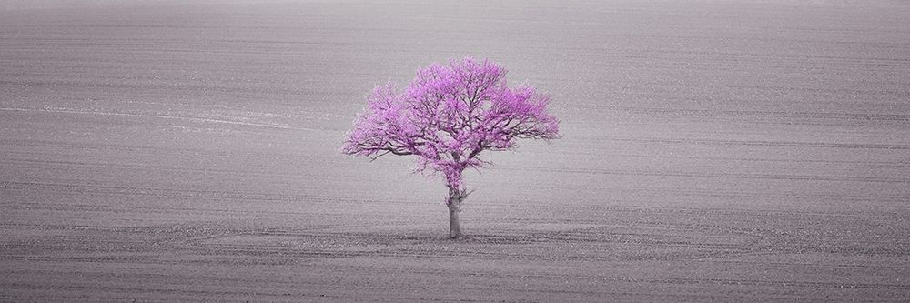 Single tree in foggy field art print by Assaf Frank for $57.95 CAD
