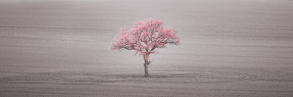 Single tree in foggy field art print by Assaf Frank for $57.95 CAD