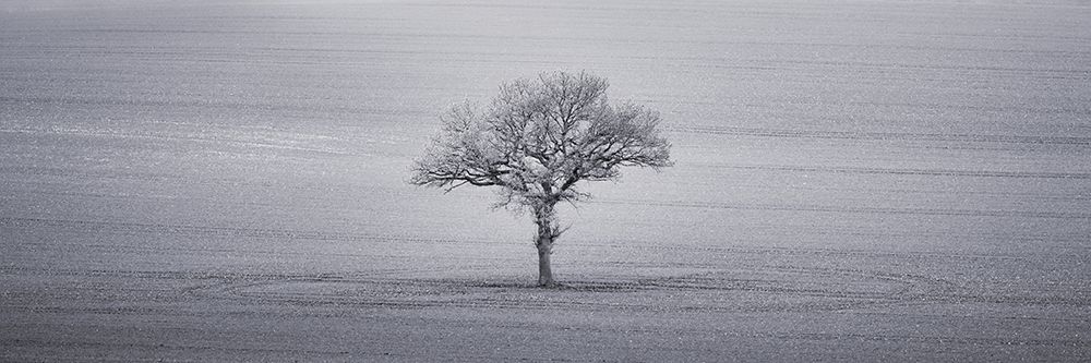 Single tree in foggy grassfield art print by Assaf Frank for $57.95 CAD