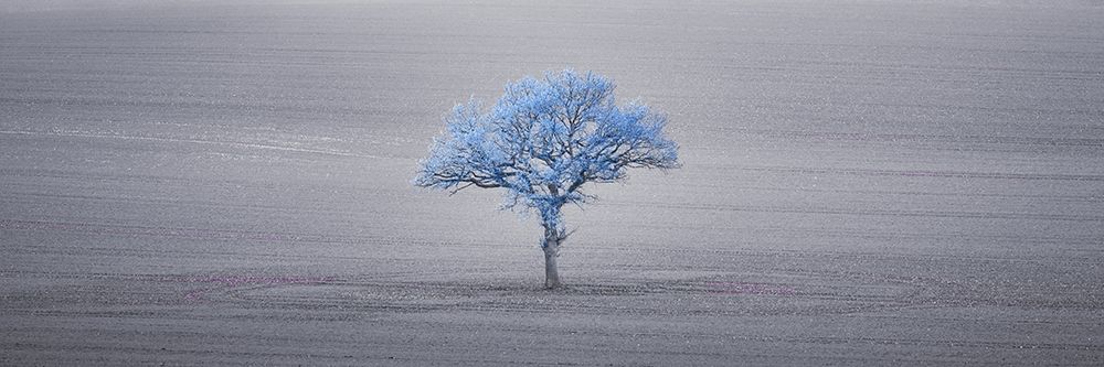 Single tree in foggy grassfield art print by Assaf Frank for $57.95 CAD