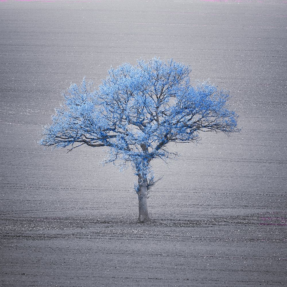 Single tree in foggy grassfield art print by Assaf Frank for $57.95 CAD