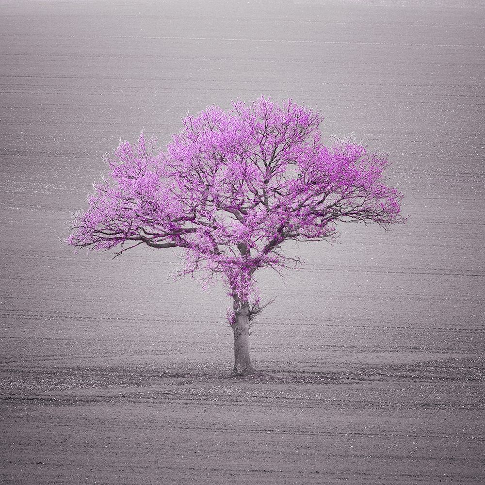 Single tree in foggy grassfield art print by Assaf Frank for $57.95 CAD