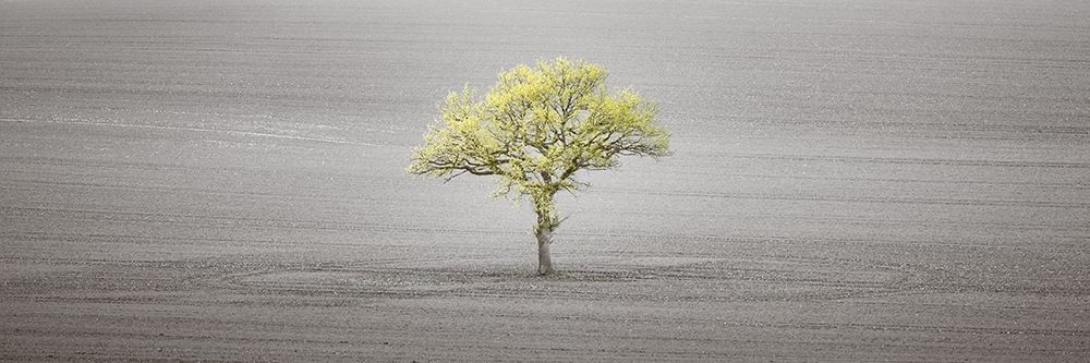 Single tree in foggy field art print by Assaf Frank for $57.95 CAD