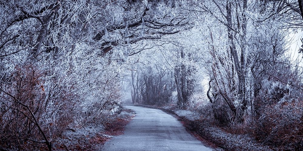 Frosted road through forest art print by Assaf Frank for $57.95 CAD