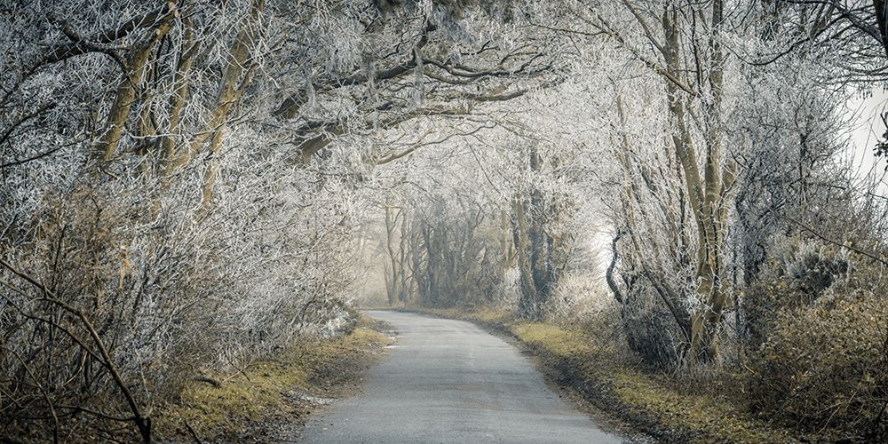 Frosted road through forest art print by Assaf Frank for $57.95 CAD
