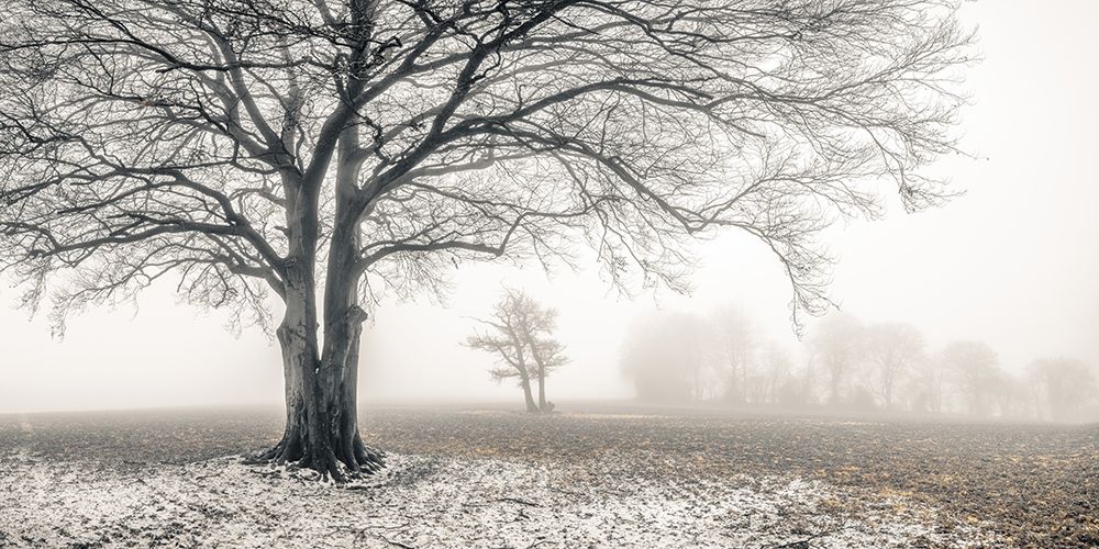 Misty forest art print by Assaf Frank for $57.95 CAD