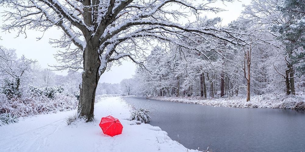 Snow covered trees by a canal art print by Assaf Frank for $57.95 CAD