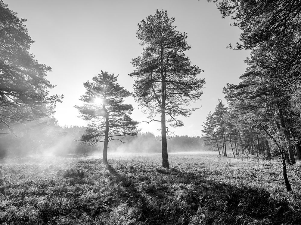 Sun trough trees art print by Assaf Frank for $57.95 CAD