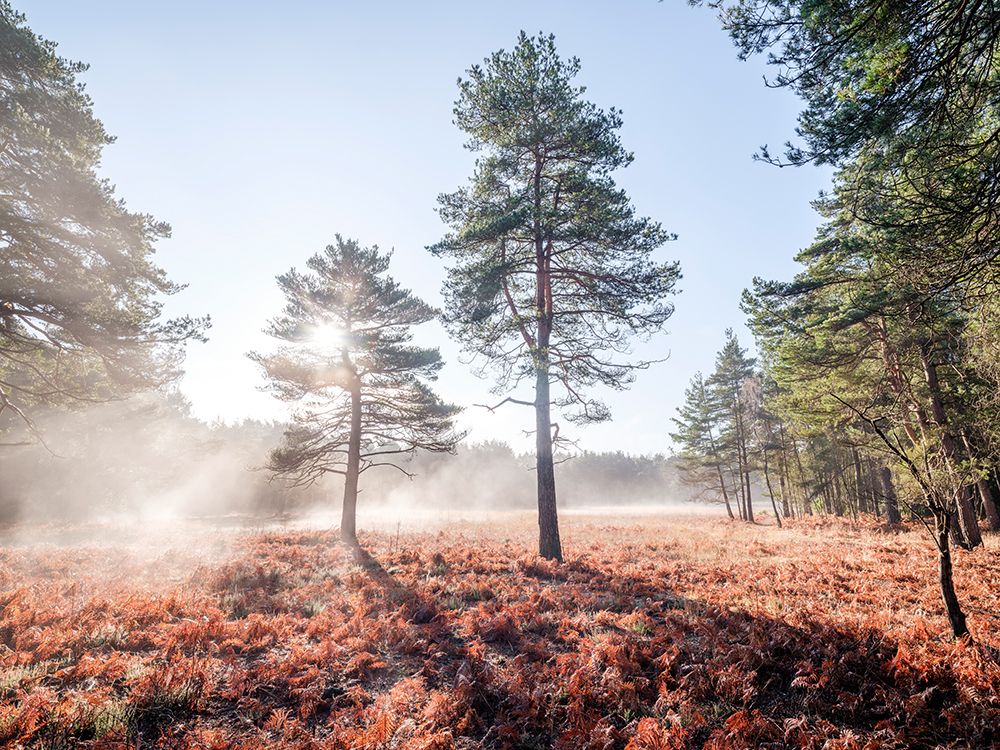 Sun trough trees art print by Assaf Frank for $57.95 CAD