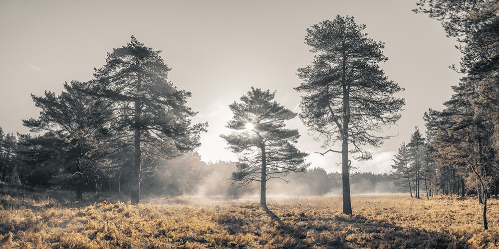 Sun trough trees art print by Assaf Frank for $57.95 CAD