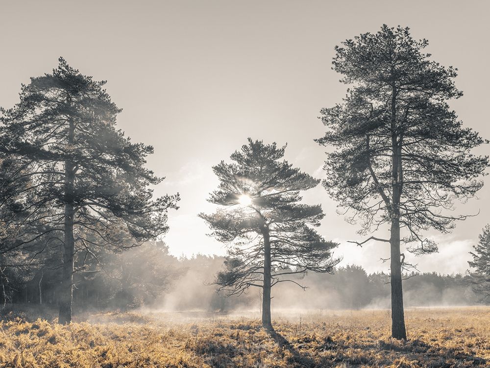 Sun trough trees art print by Assaf Frank for $57.95 CAD