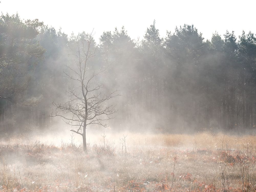 Misty forest art print by Assaf Frank for $57.95 CAD