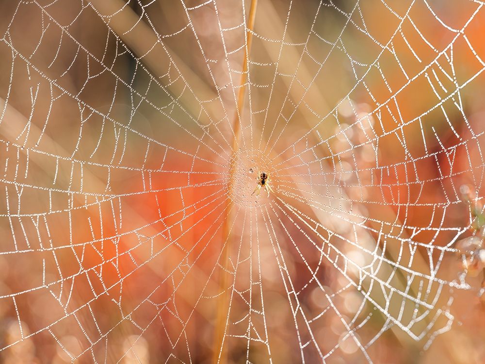 Spider web art print by Assaf Frank for $57.95 CAD