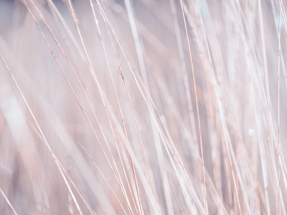 Dried grass art print by Assaf Frank for $57.95 CAD