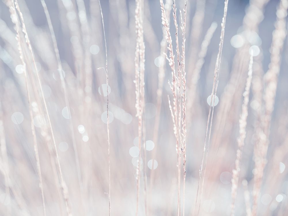 Dried grass art print by Assaf Frank for $57.95 CAD