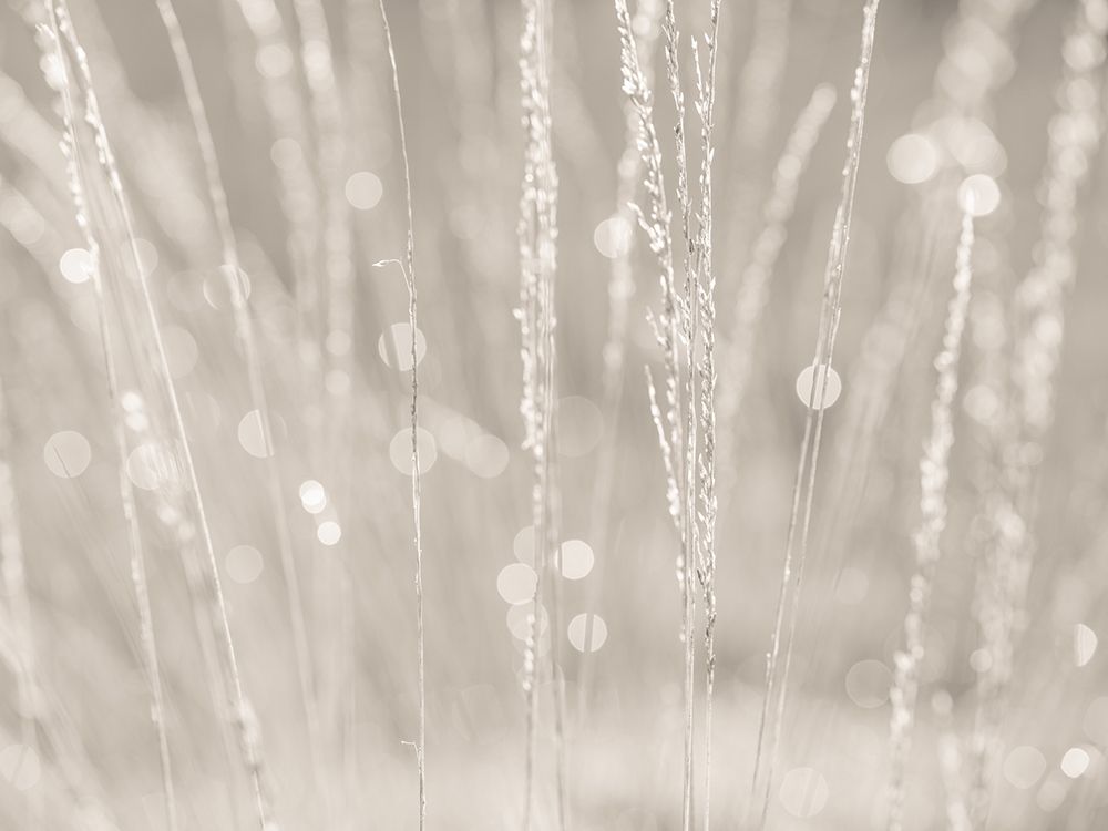 Dried grass art print by Assaf Frank for $57.95 CAD