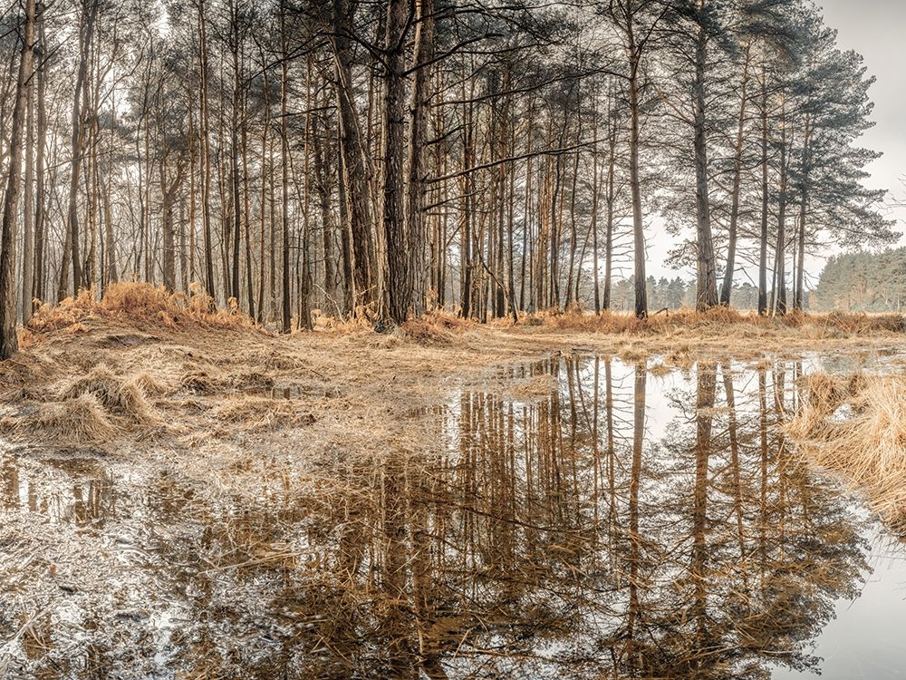 Forest reflections art print by Assaf Frank for $57.95 CAD