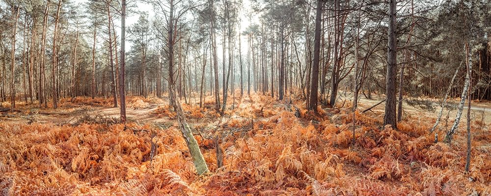 Autumn forest art print by Assaf Frank for $57.95 CAD