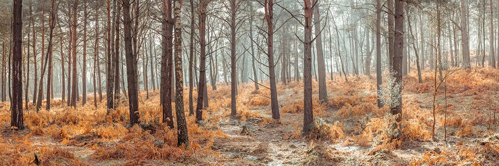 Autumn forest art print by Assaf Frank for $57.95 CAD