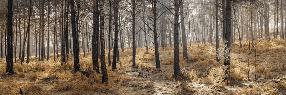 Autumn forest art print by Assaf Frank for $57.95 CAD