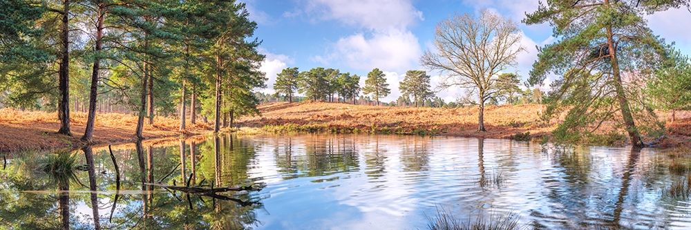 Trees by a lake art print by Assaf Frank for $57.95 CAD