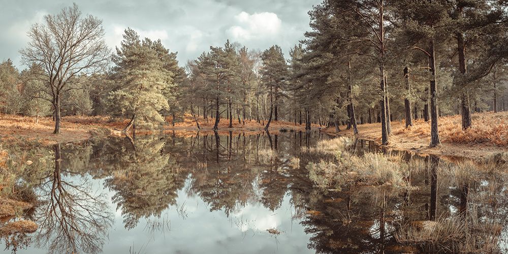 Trees by a lake art print by Assaf Frank for $57.95 CAD