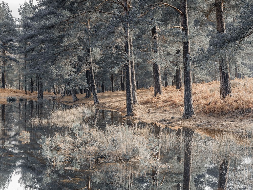 Trees by a lake art print by Assaf Frank for $57.95 CAD