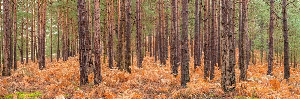 Autumn forest art print by Assaf Frank for $57.95 CAD