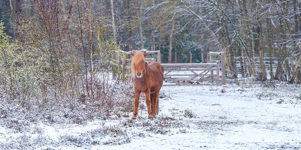 Horse in the snow art print by Assaf Frank for $57.95 CAD