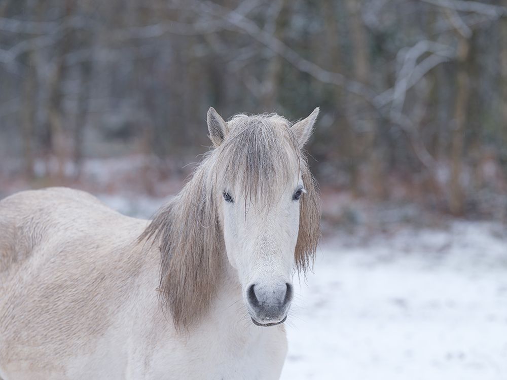 Horse in snowy forest art print by Assaf Frank for $57.95 CAD