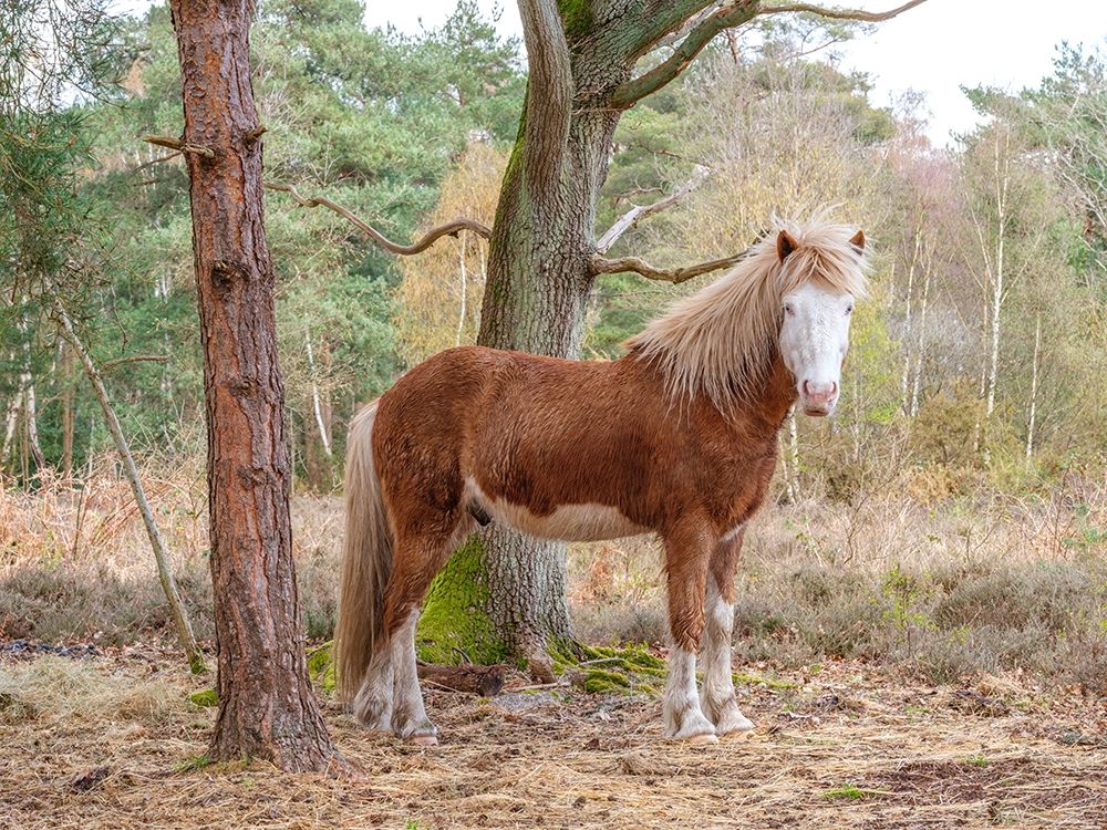 Horse in forest art print by Assaf Frank for $57.95 CAD