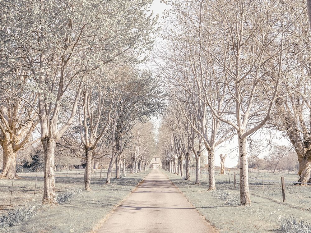 Pathway through forest art print by Assaf Frank for $57.95 CAD
