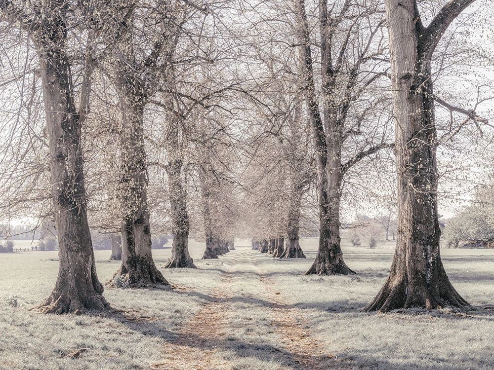 Pathway through forest art print by Assaf Frank for $57.95 CAD