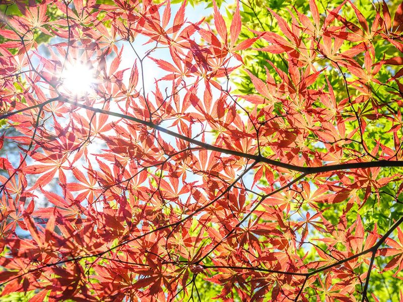 Autumn leaves art print by Assaf Frank for $57.95 CAD