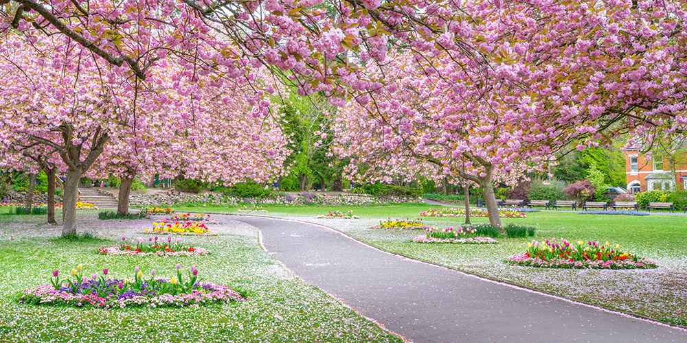 Blossom in the park art print by Assaf Frank for $57.95 CAD