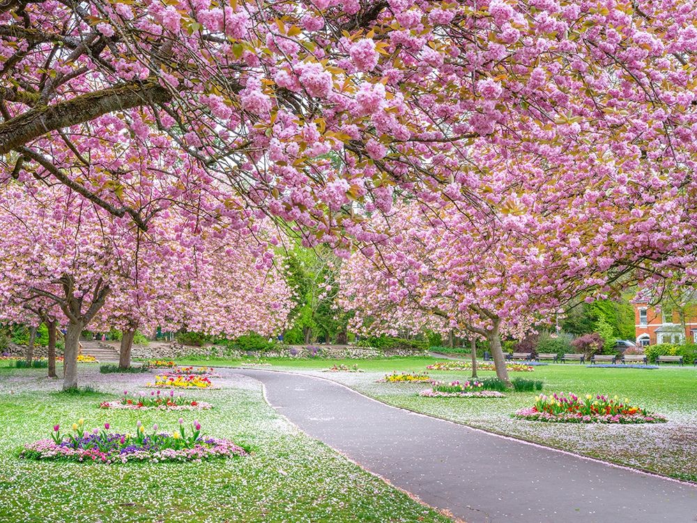 Blossom in the park art print by Assaf Frank for $57.95 CAD