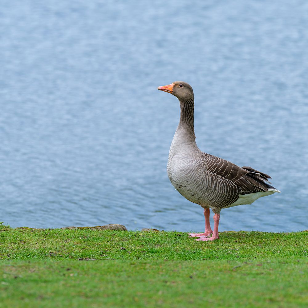Goose on the lake art print by Assaf Frank for $57.95 CAD