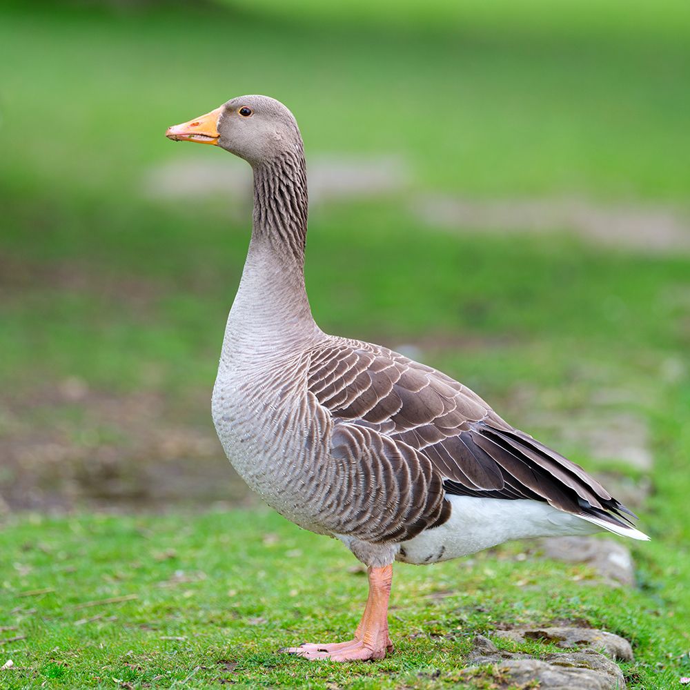 Goose Wandering in nature art print by Assaf Frank for $57.95 CAD