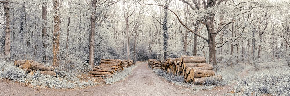 Logs stacked along the pathway in forest art print by Assaf Frank for $57.95 CAD