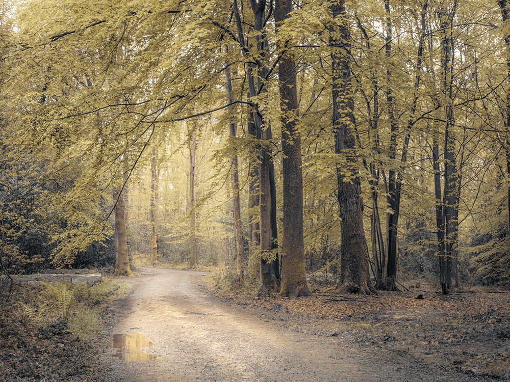 Pathway through forest art print by Assaf Frank for $57.95 CAD