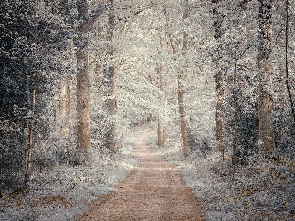 Pathway through forest art print by Assaf Frank for $57.95 CAD
