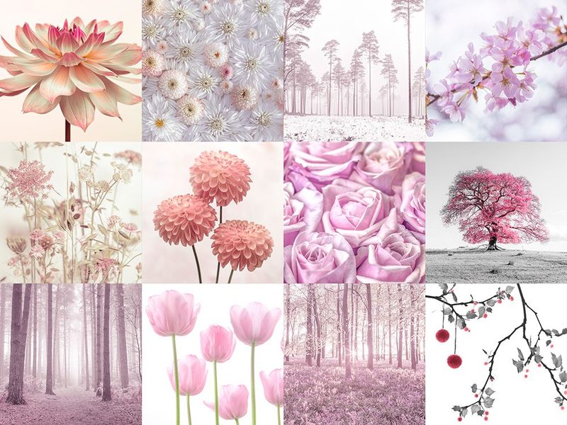 Pink Flora Set 02 art print by Assaf Frank for $57.95 CAD