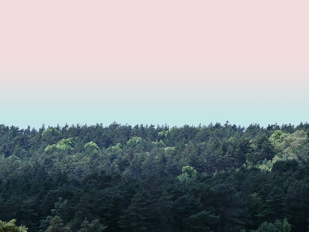 Tree tops at dusk art print by Assaf Frank for $57.95 CAD