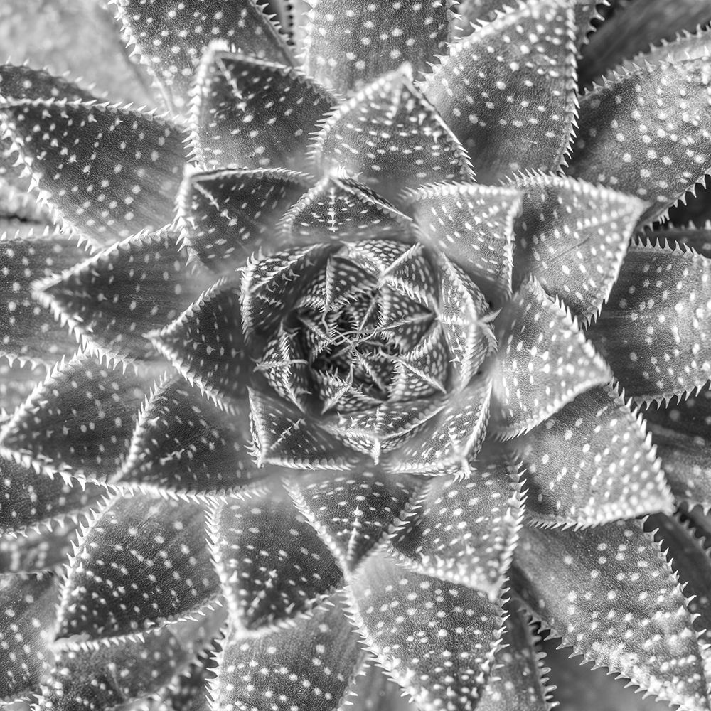 Succulent-Aloe Aristata art print by Assaf Frank for $57.95 CAD